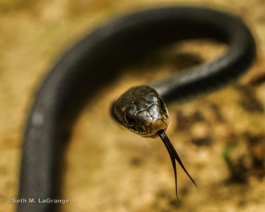 A southern black racer (Coluber constrictor priapus) from southern Illinois. He may look menacing but it is a bluff. He's completely harmless.