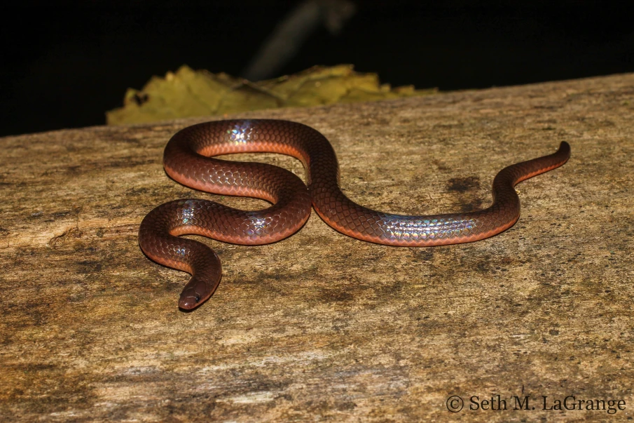 An eastern worm snake (Carphophis amoenus) from southern Illinois. This worm snake may look like a slimy worm but I assure you it's not!